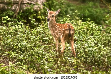 Cervus Nippon Taiouanus Formosan Sika Deer