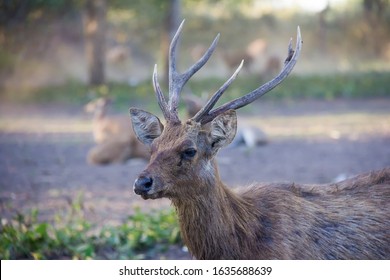 Cervus Timorensis Spotted At West Bali National Park