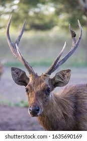 Cervus Timorensis Spotted At West Bali National Park