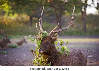 Cervus Timorensis Spotted At West Bali National Park