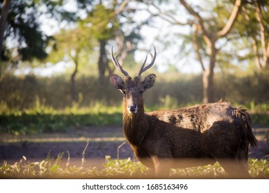 Cervus Timorensis Spotted At West Bali National Park