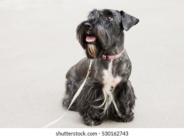 Cesky Terrier