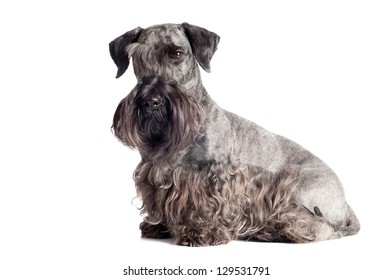 Cesky Terrier Dog Portrait