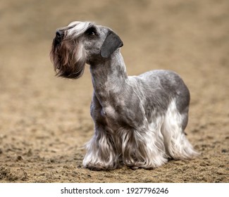 Cesky Terrier At A Dog Show