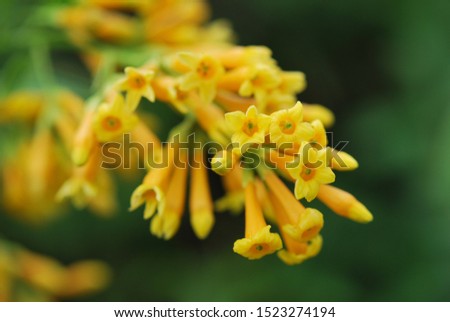 Cestrum aurantiacum Lindl. or Yellow jessamine. Originated in Guatemala and Indies Islands.