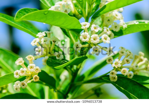 Cestrum Diurnum King Day Day Cestrum Stock Photo Edit Now