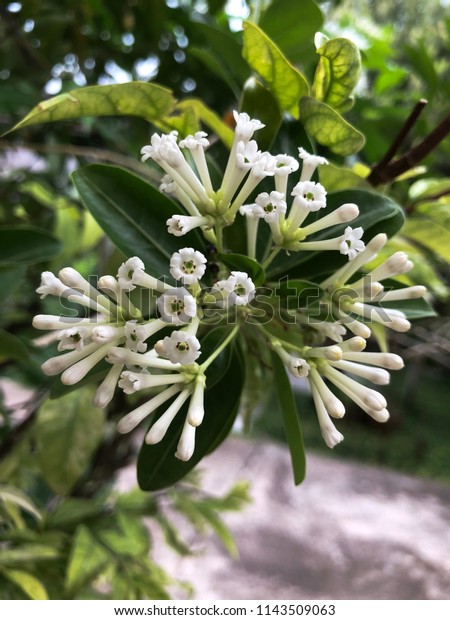 Cestrum Diurnum King Day Day Cestrum Stock Photo Edit Now