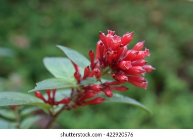 Cestrum Elegans