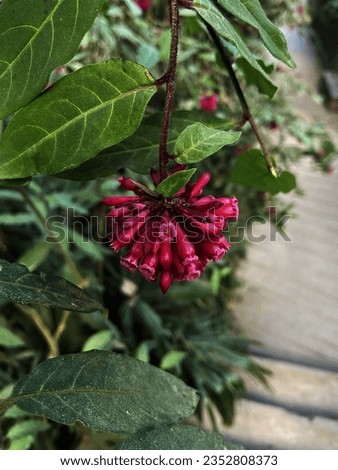 Cestrum elegans, also known as Red Cestrum or Scarlet Jessamine, is a flowering shrub cherished for its clusters of tubular, vivid red to pink blooms. This plant emits a delightful fragrance.