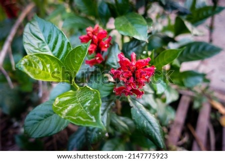 Cestrum fasciculatum flowers and leaves, it is a species of flowering plant in the family Solanaceae known by the common names early jessamine and red cestrum.