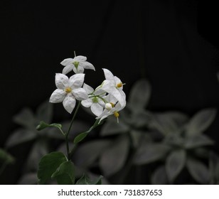 Cestrum Nocturnum
