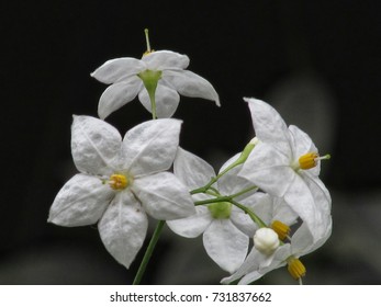 Cestrum Nocturnum