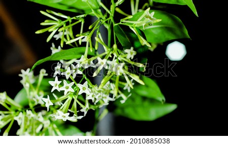 Cestrum nocturnum or arumdalu flower that is blooming on the tree trunk at night
