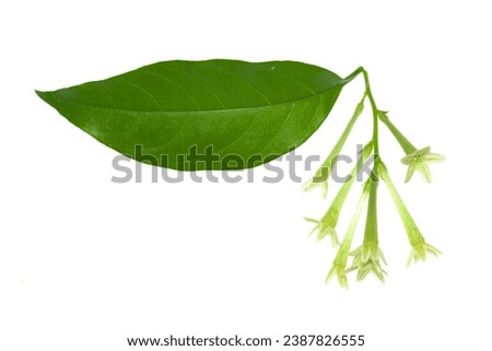 Cestrum nocturnum lady of the night flowers and leaf isolated on whitebackground