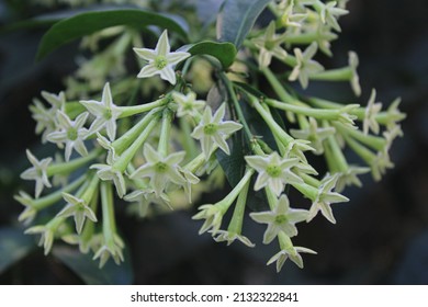 Cestrum nocturnum, the lady of the night, night-blooming jasmine, night-blooming jessamine, night-scented jessamine, night-scented cestrum or poisonberry, is a species of plant in the potato family 