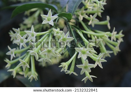Cestrum nocturnum, the lady of the night, night-blooming jasmine, night-blooming jessamine, night-scented jessamine, night-scented cestrum or poisonberry, is a species of plant in the potato family 