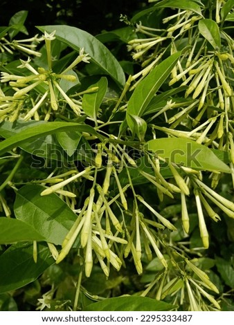 cestrum nocturnum or Night Blooming Jasmine, the plant wich have scent in the night