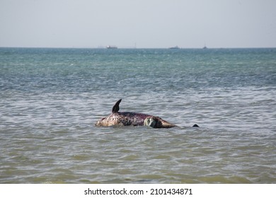 A Cetacean Beached On The Beach Of Paracas, Peru