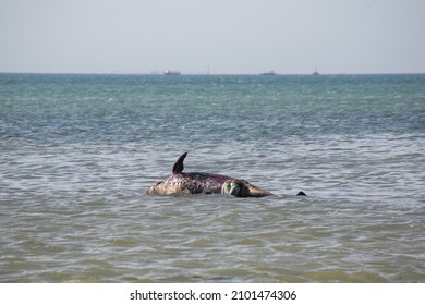 A Cetacean Beached On The Beach Of Paracas, Peru