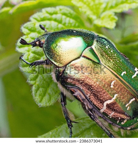 Cetonia aurata, called the rose chafer or the green rose chafer sits on a plant leaf
