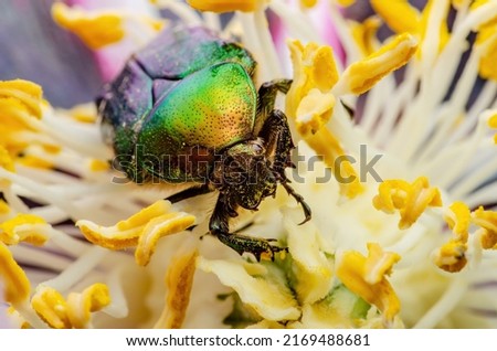 Cetonia Aurata Flower Chafer Green June Beetle Bug Insect Macro on Flower