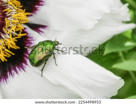 Cetonia aurata golden beetle on white peonies flower