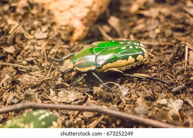 Cetonia Aurata. The Group Is Also Called Fruit And Flower Chafers, Flower Beetles And Flower Scarabs.