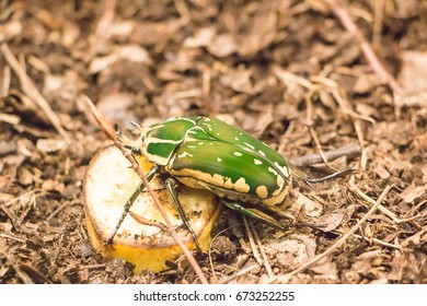 Cetonia Aurata. The Group Is Also Called Fruit And Flower Chafers, Flower Beetles And Flower Scarabs.