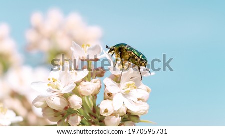 Cetonia aurata, Rose chafer, green rose chafer on white flowers of Choisya ternata 'Aztec Pearl' Mexican orange blossom against blue sky. Blatthornkäfer, protected species of beetle in germany