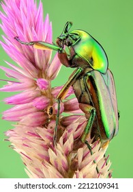 Cetonidae Beetle from Marinduque Philippines 