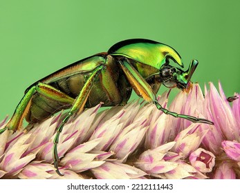 Cetonidae Beetle from Marinduque Philippines 