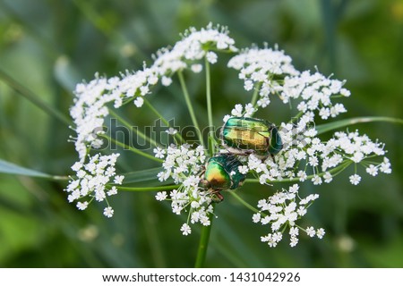 Cetoniinae beatle (Rose chafer (cetonia aurata)) is sitting on Cow Parsley (Anthriscus sylvestris) in the garden in June. 