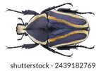 Cetoniinae beetle-Dicronorhina derbyana Westwood, 1843