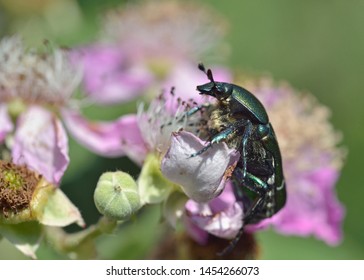 Cetoniini Is A Tribe Of Fruit And Flower Chafers In The Family Of Beetles Known As Scarabaeidae, Greece