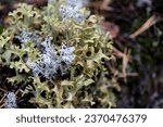 cetraria, Icelandic moss in the forest. Lichen close-up, macro