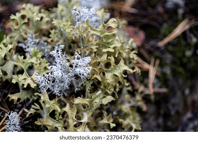 cetraria, Icelandic moss in the forest. Lichen close-up, macro
