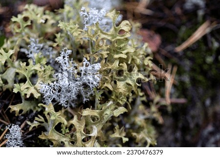 cetraria, Icelandic moss in the forest. Lichen close-up, macro