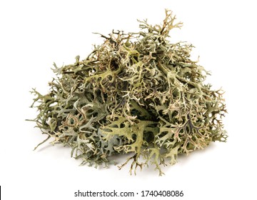 Cetraria islandica (iceland moss) isolated on white background