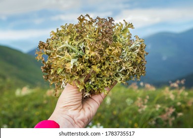 Cetraria islandica, or Iceland moss in woman's hand. Harvesting healing herbs in the mountains.