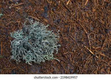 Cetraria Islandica, Also Known As True Iceland Lichen Or Iceland Moss