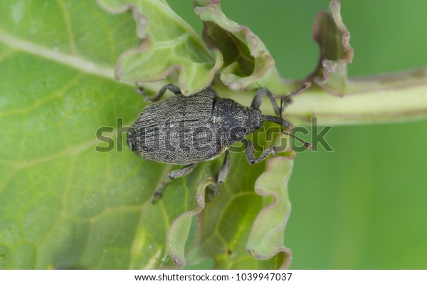 Ceutorhynchus Napi Rape Stem Weevil Beetle Stock Photo 1039947037 ...