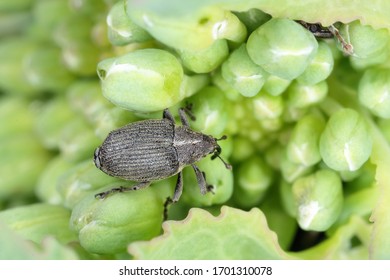 Ceutorhynchus napi weevil of beetle from family Curculionidae. This is pest of oil rape pla