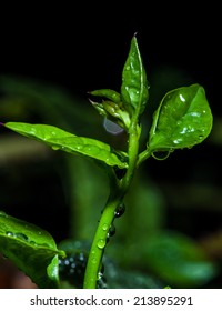 Ceylon