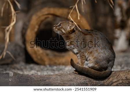 Ceylon cat bred in captivity.