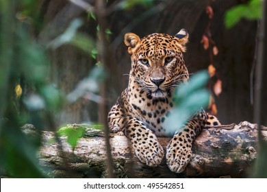 Ceylon leopard lying on a wooden log and looking straight ahead - Shutterstock ID 495542851