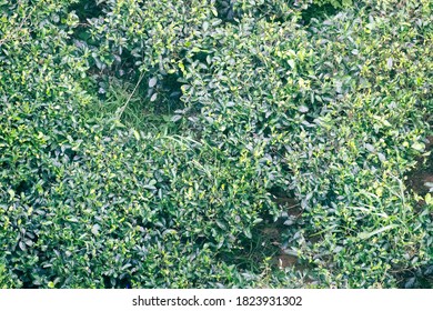 Ceylon Tea Bushes In The Winter Dry Season In Sri Lanka. The View From The Top