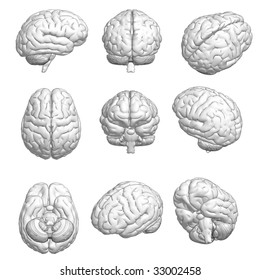 CG Style 3D Model Of Brain In Various Angles.