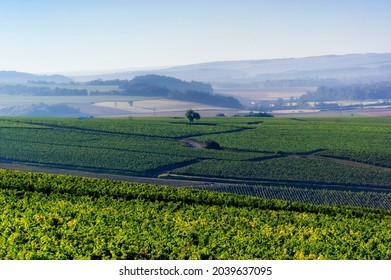 Chablis Vineyard In Bourgogne Region