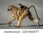 Chacma baboon crosses main road carrying baby