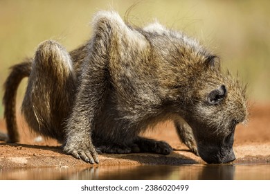Chacma baboon drinking in waterhole surface level in Kruger National park, South Africa ; Specie Papio ursinus family of Cercopithecidae - Shutterstock ID 2386020499